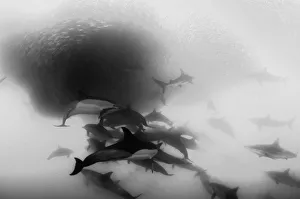 Pod of common dolphins attack a sardine bait ball during the sardine run, Wild Coast Pod of common dolphins attack a sardine bait ball during the sardine run, Wild Coast