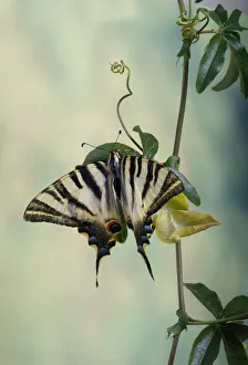 <b class=qtipBold><figcaption>Podalirio</figcaption></b><br>fotografAa de estudio de mariposa podalirio<br><em>© Javier Senosiain</em> Podalirio
