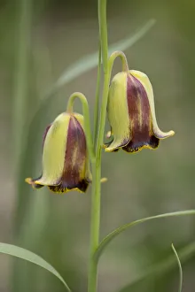 Pointed-petal Fritillary -Fritillaria acmopetala-, flowering, Thuringia, Germany Pointed-petal Fritillary -Fritillaria acmopetala-, flowering, Thuringia, Germany
