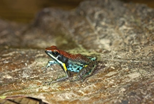 Poison Dart Frog -Epipedabates parvulus-, Tiputini rain forest, Yasuni National Park Poison Dart Frog -Epipedabates parvulus-, Tiputini rain forest, Yasuni National Park