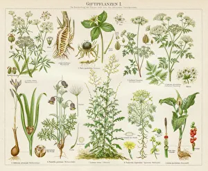 Poison plants lithograph 1895