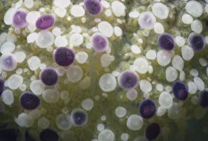 <b class=qtipBold><figcaption>Poisonous Jellyfish</figcaption></b><br>Jeff Rotman Underwater Photography, a0106-000110 Poisonous Jellyfish