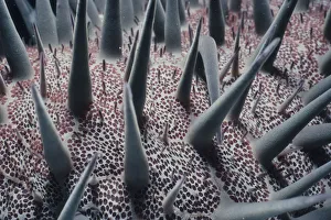 <b class=qtipBold><figcaption>Poisonous Spines on Sea Star</figcaption></b><br>Jeff Rotman Underwater Photography, a0106-000115 Poisonous Spines on Sea Star