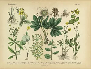 Victorian Style Gallery: Poisonous and Toxic Plants, Victorian Botanical Illustration