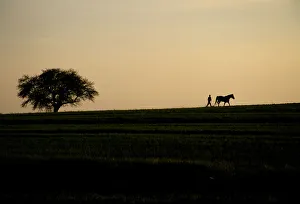 Poland, Roztocze, silhouette of farmer plowing field, sunset Poland, Roztocze, silhouette of farmer plowing field, sunset
