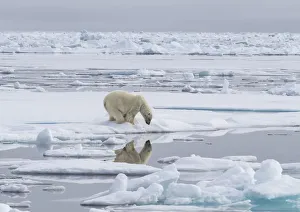 Polar bear (Ursus maritimus) looking at reflection, Svalbard, Norway Polar bear (Ursus maritimus) looking at reflection, Svalbard, Norway