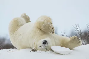 Polar bear (Ursus maritimus) upside down playing in the snow Polar bear (Ursus maritimus) upside down playing in the snow