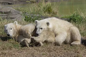 Polar Bears -Ursus maritimus-, cubs, in Skandinavisk Dyrepark or Scandinavian Wildlife Polar Bears -Ursus maritimus-, cubs, in Skandinavisk Dyrepark or Scandinavian Wildlife