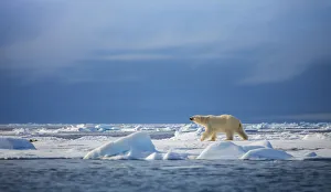 <b class=qtipBold><figcaption>Polar steps</figcaption></b><br>A polar bear walks across a frozen ice floe off the northern coast of the Svalbard Archipelago.<br><em>© 2012 Chase Dekker Wild-Life Images</em> Polar steps