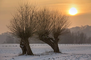 Pollard willows in the nature reserve of Bislicher Island at sunset, Bislicher Insel Pollard willows in the nature reserve of Bislicher Island at sunset, Bislicher Insel