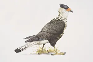 Polyborus plancus, Crested Caracara, side view Polyborus plancus, Crested Caracara, side view