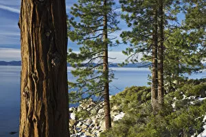 Images Dated 24th December 2007: Ponderosa Pines (Pinus ponderosa) at shoreline of Lake Tahoe, Nevada, USA