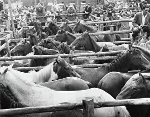 Hulton Archive Gallery: Ponies For Sale