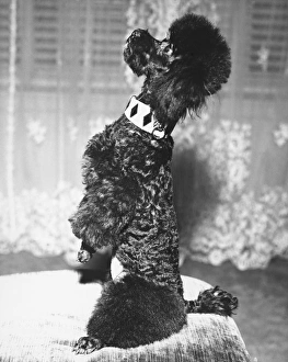 Poodle standing erect on stool, begging (B&W) Poodle standing erect on stool, begging (B&W)