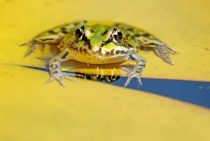 Pool Frog (Rana lessonae) on a Water Lily (Nymphaea) pad Pool Frog (Rana lessonae) on a Water Lily (Nymphaea) pad