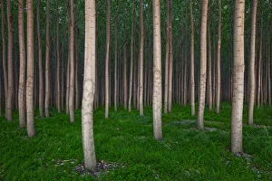 Poplar Grove Poplar Grove