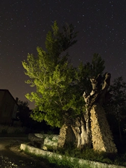 Poplar at night in the light of the stars Poplar at night in the light of the stars