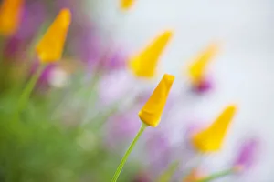 <b class=qtipBold><figcaption>Poppies</figcaption></b><br>Closed yellow poppies.<br><em>© 2010-2011 Susan Gary</em> Poppies