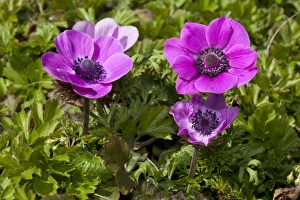 Poppy Anemone or Spanish Marigold -Anemone coronaria- Poppy Anemone or Spanish Marigold -Anemone coronaria-