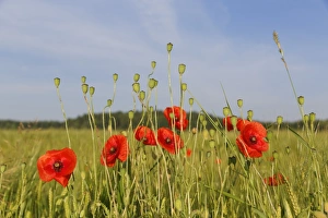 Poppy or Corn Poppy -Papaver rhoeas-, with seed pods in a cornfield, Upper Bavaria, Bavaria, Germany Poppy or Corn Poppy -Papaver rhoeas-, with seed pods in a cornfield, Upper Bavaria, Bavaria, Germany