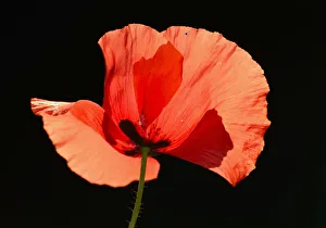 Poppy -Papaver rhoeas-, flower, backlighting Poppy -Papaver rhoeas-, flower, backlighting