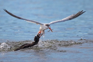 <b class=qtipBold><figcaption>One Popular Anchovy</figcaption></b><br>A Surf Scoter trying to steal a fresh fish caught by an Elegant Tern<br><em>© 2015 Phoo Chan</em> One Popular Anchovy