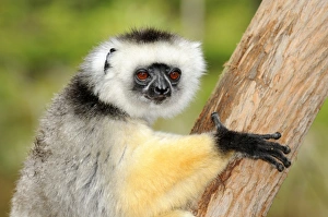 Portraii, Diademed Sifaka (Propithecus diadema), Madagascar, Africa Portraii, Diademed Sifaka (Propithecus diadema), Madagascar, Africa