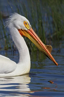 Images Dated 6th May 2012: Portrait of American white pelican (Pelecanus erythrorhynchos), Oregon, USA