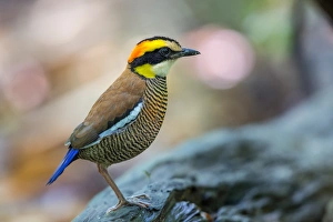 <b class=qtipBold><figcaption>Portrait of a Banded Pitta</figcaption></b><br>A female Banded Pitta of Kaeng Krachan National Park, Thailand<br><em>© 2016 Phoo Chan</em> Portrait of a Banded Pitta
