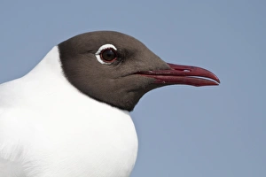 Portrait of a Black-headed Gull -Larus ridibundus-, Texel, The Netherlands Portrait of a Black-headed Gull -Larus ridibundus-, Texel, The Netherlands