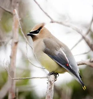 Portrait of a Cedar Waxwing (Bombycilla cedrorum) at Fire Island Lighthouse Portrait of a Cedar Waxwing (Bombycilla cedrorum) at Fire Island Lighthouse