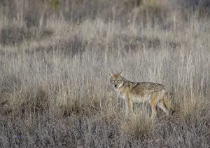 Portrait of Coyote (Canis latrans) in grassland, Bosque del Apache National Wildlife Portrait of Coyote (Canis latrans) in grassland, Bosque del Apache National Wildlife