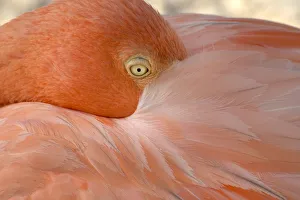 Portrait of a flamingo in Flamingos Beach. Aruba Portrait of a flamingo in Flamingos Beach. Aruba