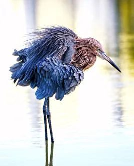 Portrait of a Fluffy Reddish Egret at Fort Myers Beach Portrait of a Fluffy Reddish Egret at Fort Myers Beach