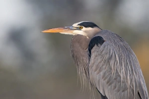 <b class=qtipBold><figcaption>Portrait of a GBH</figcaption></b><br>A close-up shot of a Great Blue Heron at Shadow Cliff Regional Park, Pleasanton, CA.<br><em>© 2016 Phoo Chan</em> Portrait of a GBH