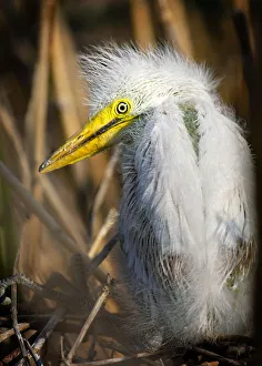Portrait of a Great Egret Chick Looking Back on Long Island Portrait of a Great Egret Chick Looking Back on Long Island