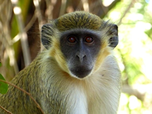Portrait of a Green Vervet Monkey, Chlorocebus sabaeus Portrait of a Green Vervet Monkey, Chlorocebus sabaeus