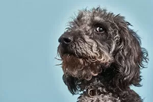 Playful Gallery: Portrait of Labradoodle with humorous expression