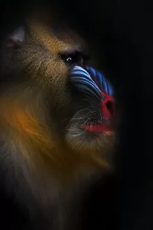 Related Images Gallery: Portrait of a Mandrill