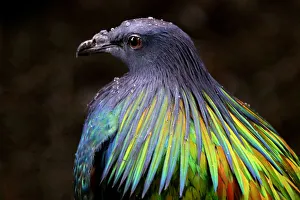 Portrait of a Nicobar pigeon (Caloenas nicobarica) Portrait of a Nicobar pigeon (Caloenas nicobarica)