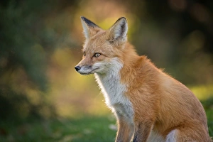 <b class=qtipBold><figcaption>Portrait of a Red Fox</figcaption></b><br><em>© 2014 Phoo Chan</em> Portrait of a Red Fox