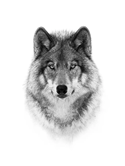 <b class=qtipBold><figcaption>Portrait of a wolf</figcaption></b><br>I love wolves and thought this portrait would look great in black and white.<br><em>© Jim Cumming</em> Portrait of a wolf
