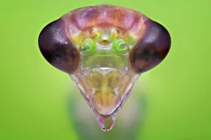 <b class=qtipBold><figcaption>Portraite of Mantiz</figcaption></b><br>Insects On Earth, 186891534<br><em>© © Donald Jusa</em> Portraite of Mantiz