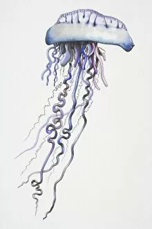 Images Dated 20th September 2006: Portuguese Man o War (Physalia physalis) with long, dangling, purple-blue tentacles