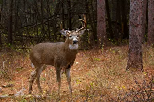<b class=qtipBold><figcaption>Post Fight - White-tailed deer</figcaption></b><br><em>© JIm Cumming</em> Post Fight - White-tailed deer