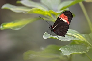 Postman Butterfly -Heliconius melpomene-, native to Brazil, butterfly house, Forgaria nel Friuli, Udine province, Italy Postman Butterfly -Heliconius melpomene-, native to Brazil, butterfly house, Forgaria nel Friuli, Udine province, Italy