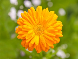 Pot Marigold -Calendula officinalis- flower, Lower Saxony, Germany Pot Marigold -Calendula officinalis- flower, Lower Saxony, Germany