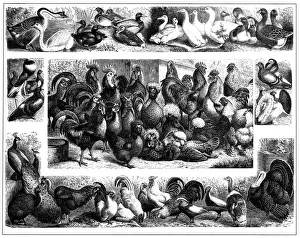 Poultry