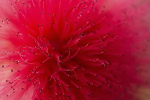 Powderpuff -Calliandra haematocephala-, flower Powderpuff -Calliandra haematocephala-, flower