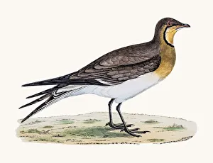 <b class=qtipBold><figcaption>Pratincole bird</figcaption></b><br>A photograph of an original hand-colored engraving from The History of British Birds by Morris published in 1853-1891.<br><em>© mashuk</em> Pratincole bird